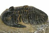 Chocolate-Brown Hollardops Trilobite - Foum Zguid, Morocco #372420-2